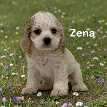 puppy, for, sale, Cocker Spaniel, Joe & Cherri  Overlease, dog, breeder, Miller, MO, dog-breeder, puppy-for-sale, forsale, nearby, find, puppyfind, locator, puppylocator, aca